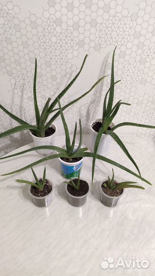 Комнатное растение Алоэ Вера однолетка и трёхлетка