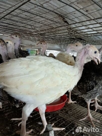 Индюки подрощенные