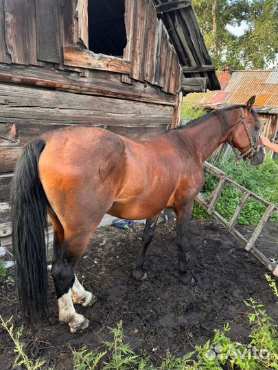 Жеребчик орловский