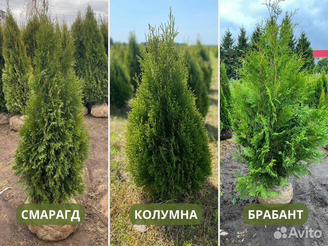 Туя Смарагд, Брабант, Даника