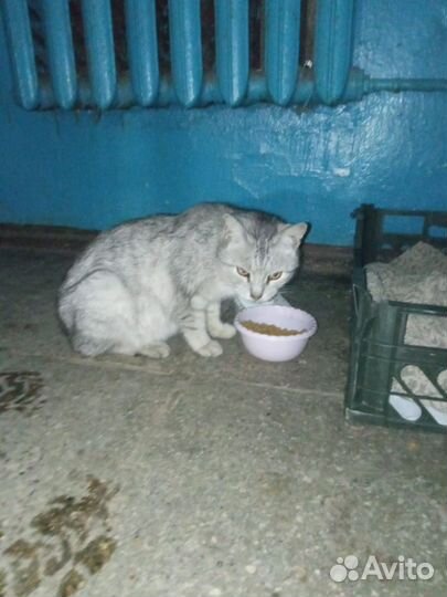 Кошка