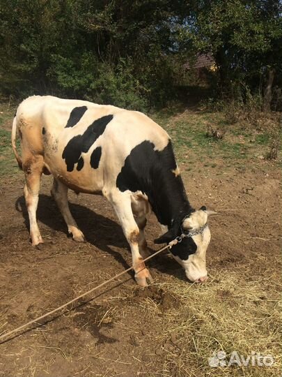 Крс по крыму