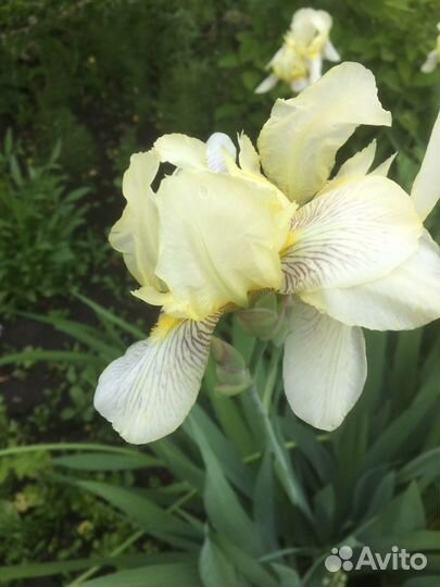 Гортензия кустовая белая, ирисы сортовые