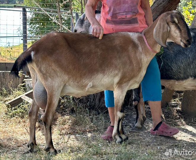 Две нубийские козы дойные