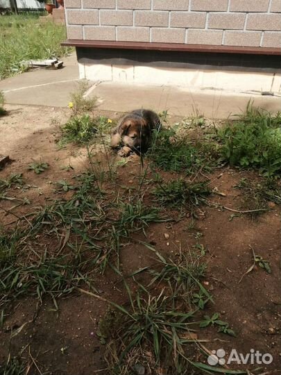 Немецкая овчарка продажа щенков