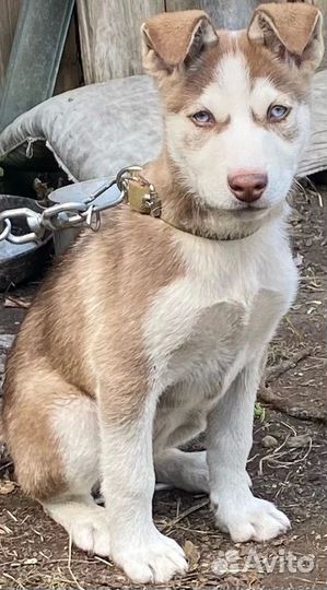 Щенок в добрые руки бесплатно лайки