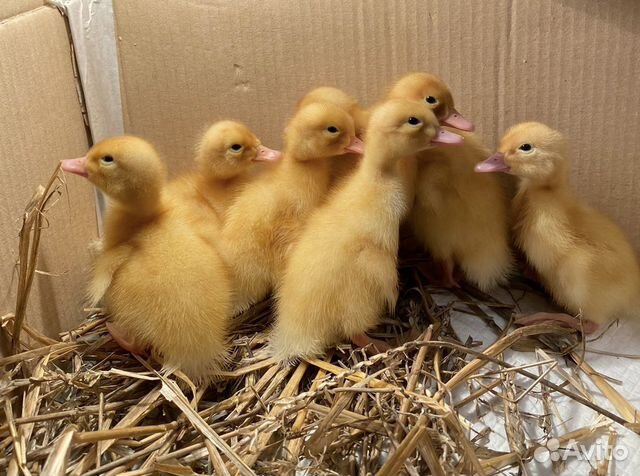 Суточные утята