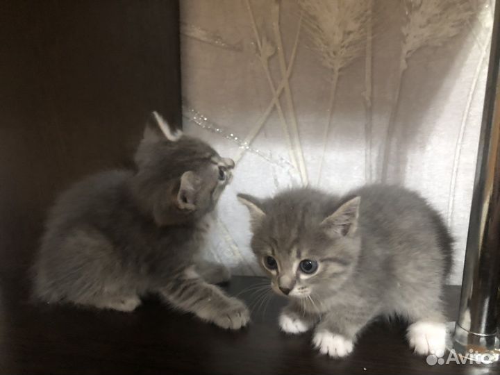 Котятки