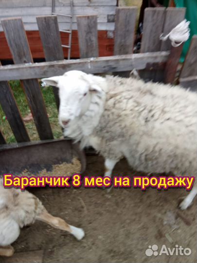 Овцы катумские чистокровные