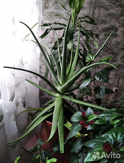 Алоэ вера - возраст более 3 лет