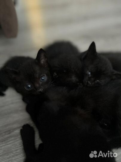 Бомбейские котята