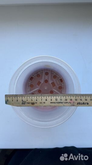 Прозрачные пластиковые горшки для цветов и рассады