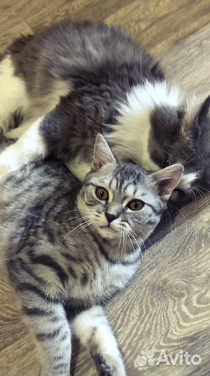 Британский кот