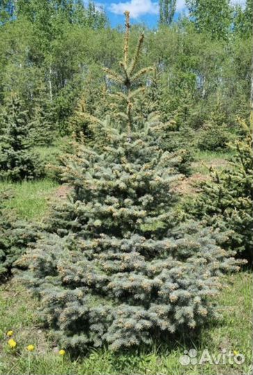 Ель голубая