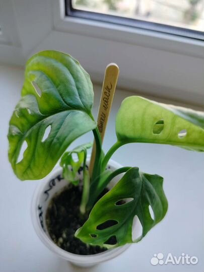 Монстера манки маск