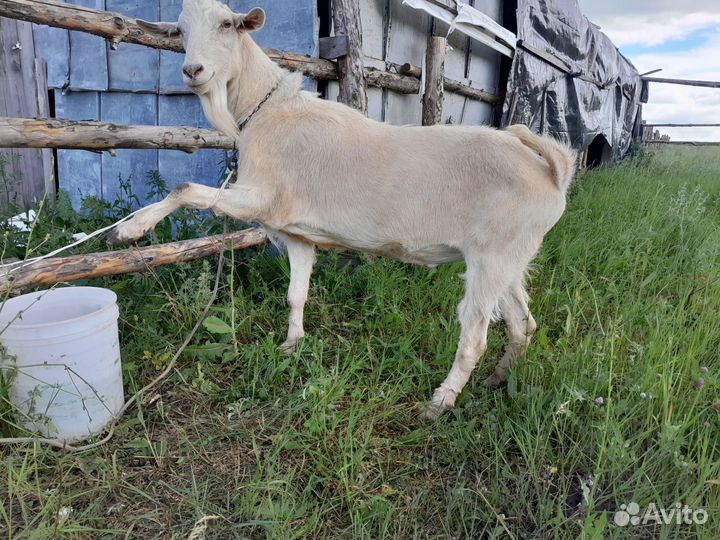Коза и козел зааненской