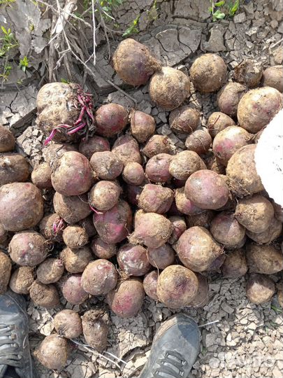 Свекла второй сорт