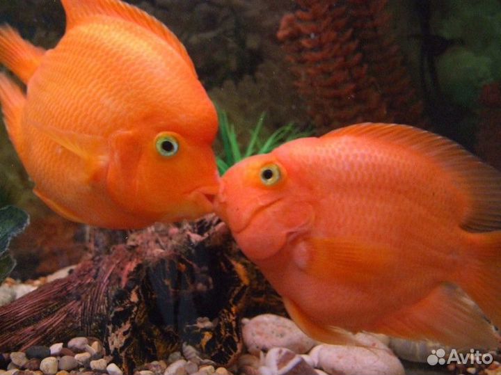 Аквариумные рыбки цихлиды
