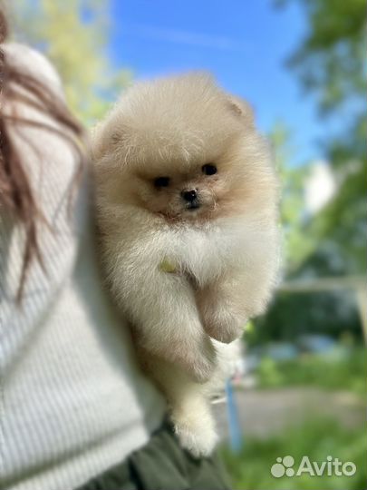 Померанский шпиц мини