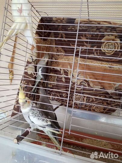 Попугаи корелла