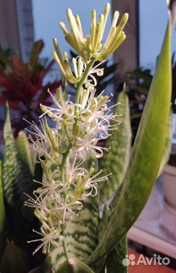 Сансевиерия щучий хвост