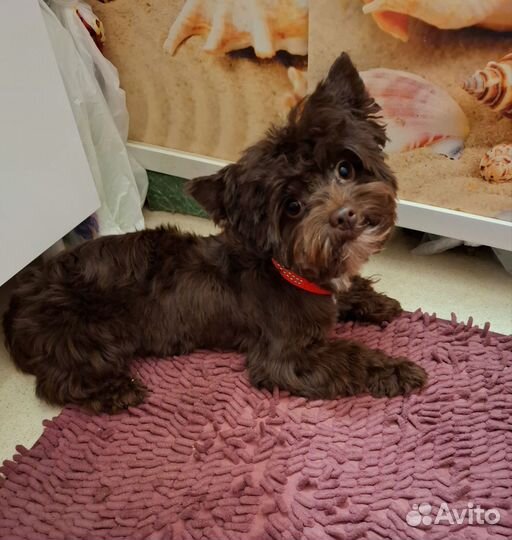 Девочка шоколадного йорка