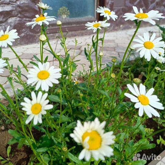 Ромашка садовая