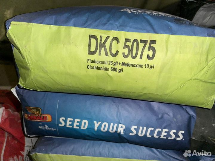Семена кукурузы DKC 5075
