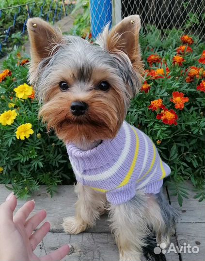 Йоркширский терьер