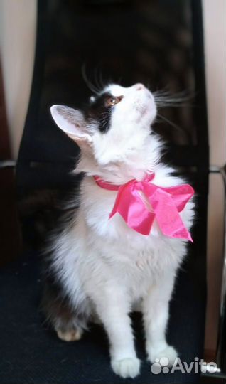 Кошка в дар