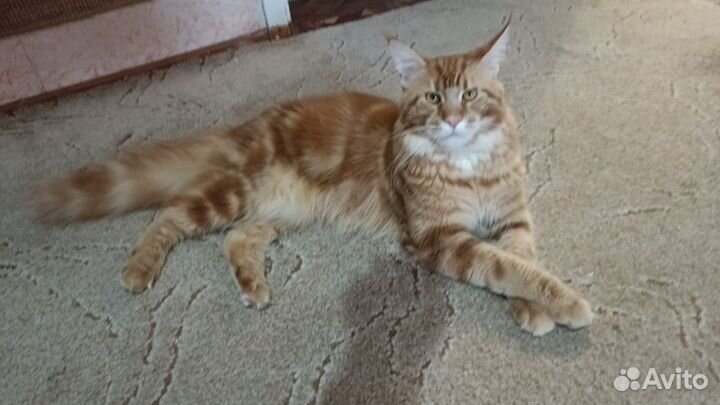 Мейн-кун вязка