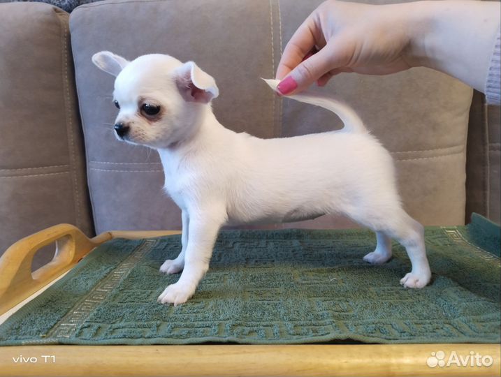 Девочка для брид/шоу