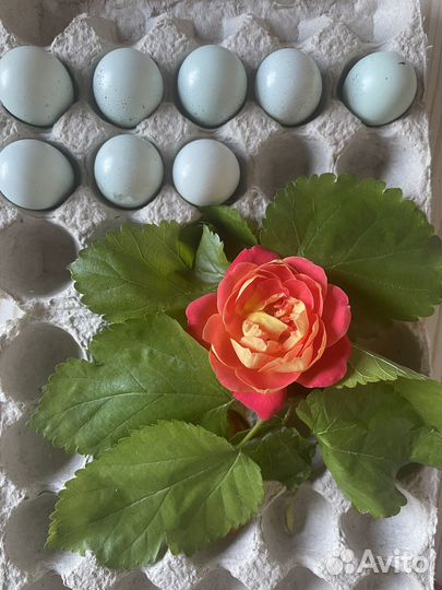 Яйцо куриное, перепелиное домашнее