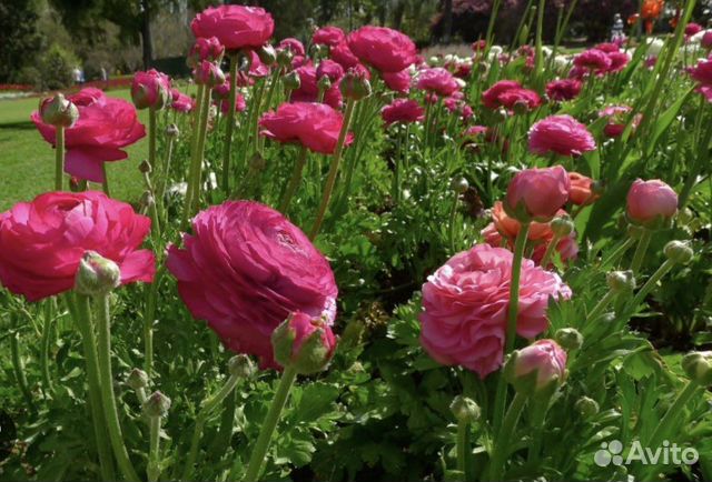 Лилия Ранункулюс