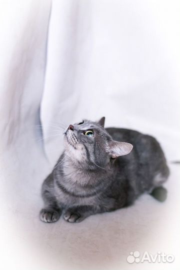 Кот Бориска