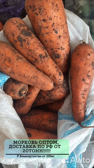 Морковь оптом с доставкой от 20тонн