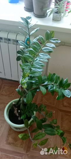 Замиокулькас большой, комнатное растение