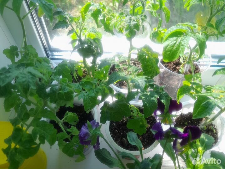 Рассада помидоров томатов черри