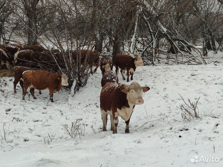 Телки герефорд