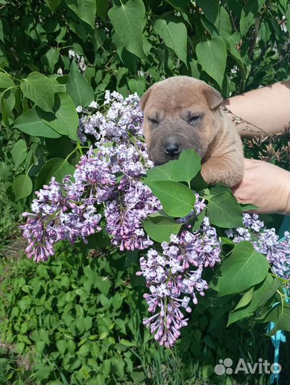 Собаки щенки шарпей