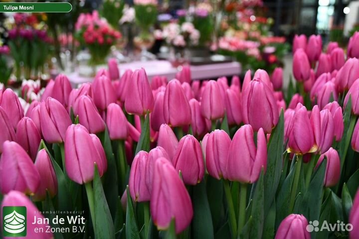 Тюльпаны разных сортов