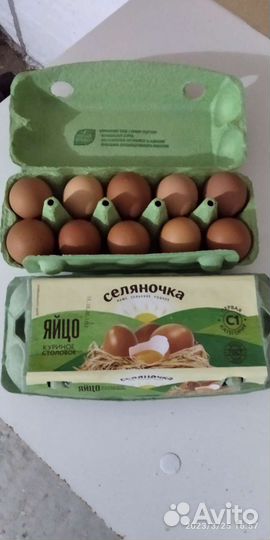 Яйцо домашних кур