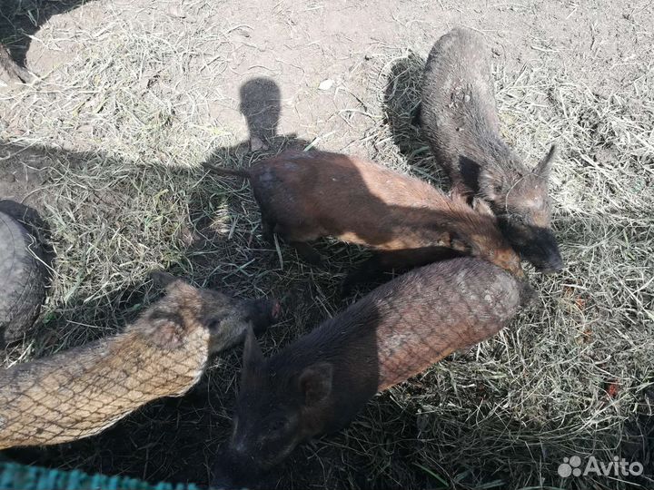 Дикий кабан