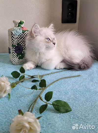 Невская маскарадная