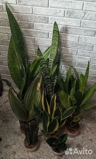 Сансевиерии сортовые