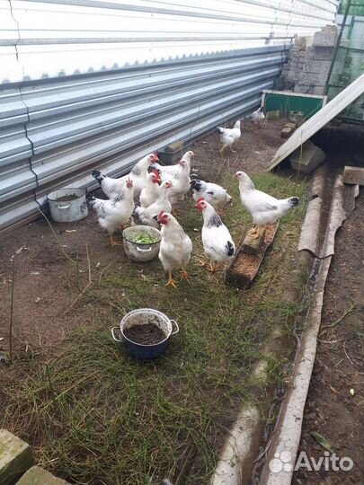 Молодые петушки