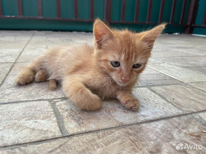 Котята в добрые руки