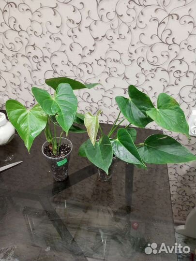 Антуриум Микс