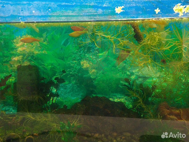 Аквариум с рыбками