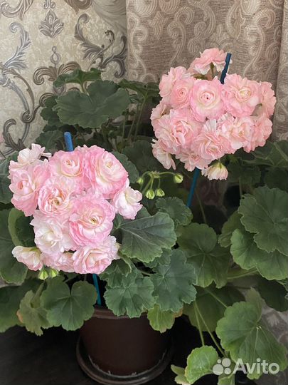 Пеларгония герань Срезы